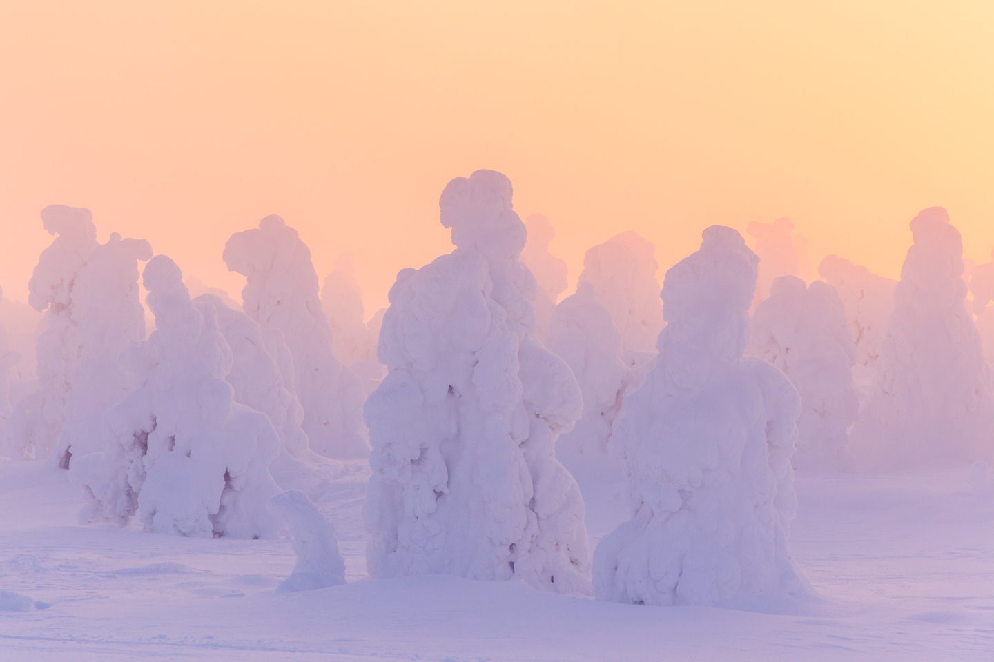 Lumiset, jäiset puut iltaruskon valossa lumisessa maisemassa.
