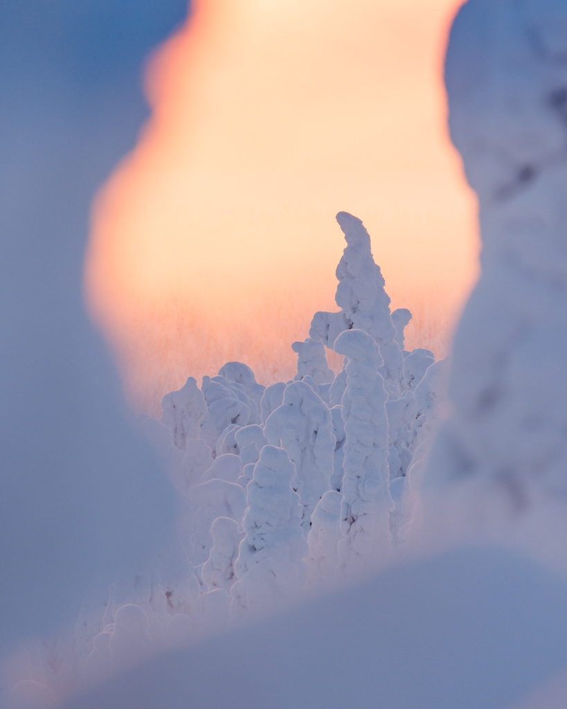 Tykkylumisia puita auringonnousussa Riisitunturilla tykkylumien kehystämänä