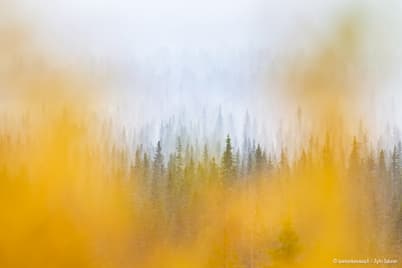 Kadonneen ruskan metsästäjät