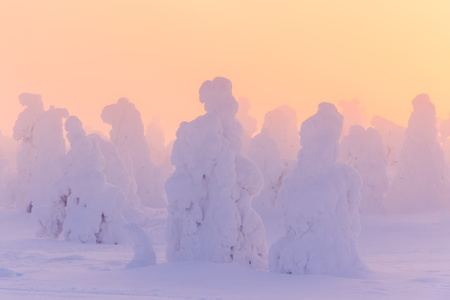 Lumiset, jäiset puut iltaruskon valossa lumisessa maisemassa.