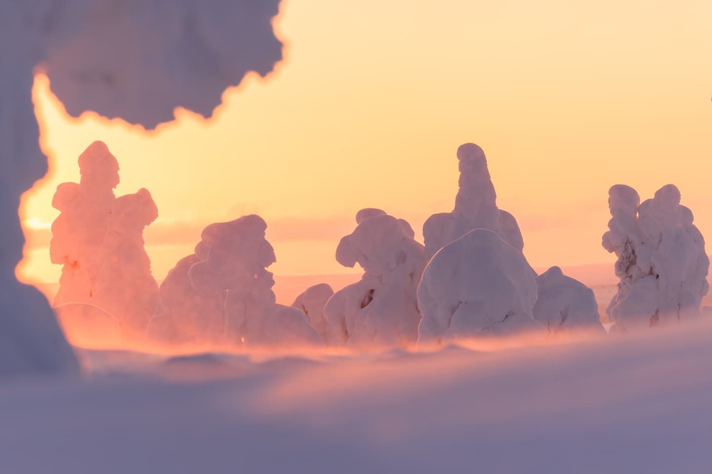 Lumisten puiden joukko auringonnousussa, vaaleanpunainen ja oranssi taivas taustalla.