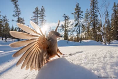 Lapin lumoissa: Kuukkeleita lennosta