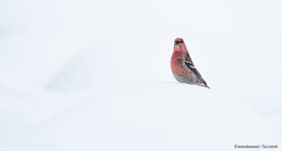 Harmaan päivän viettoa Lapissa