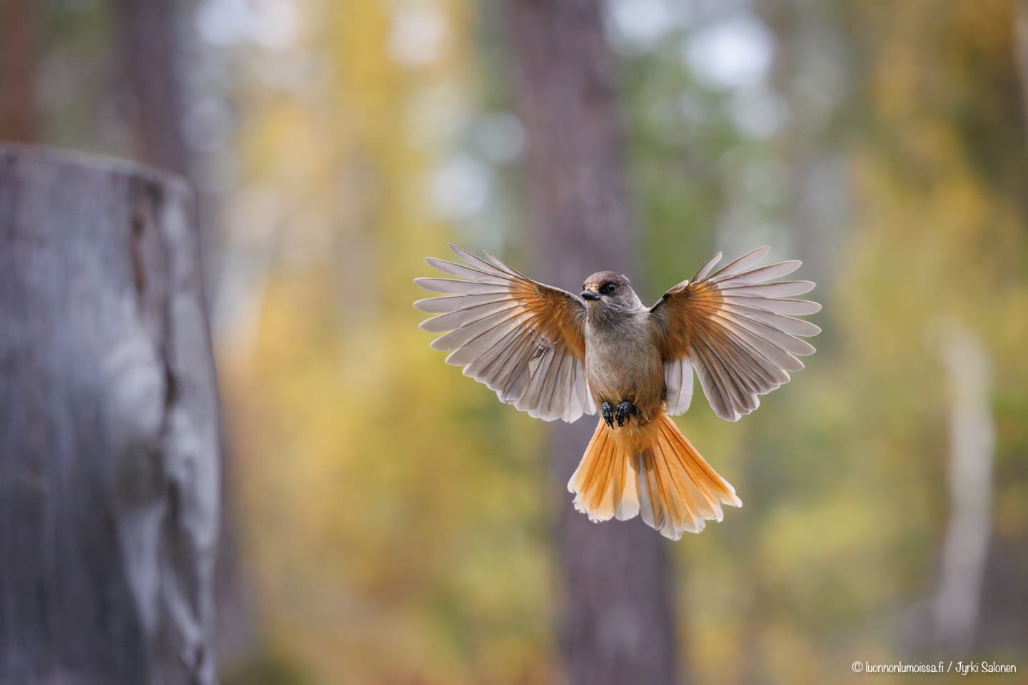 Kuukkeli ruskametsässä