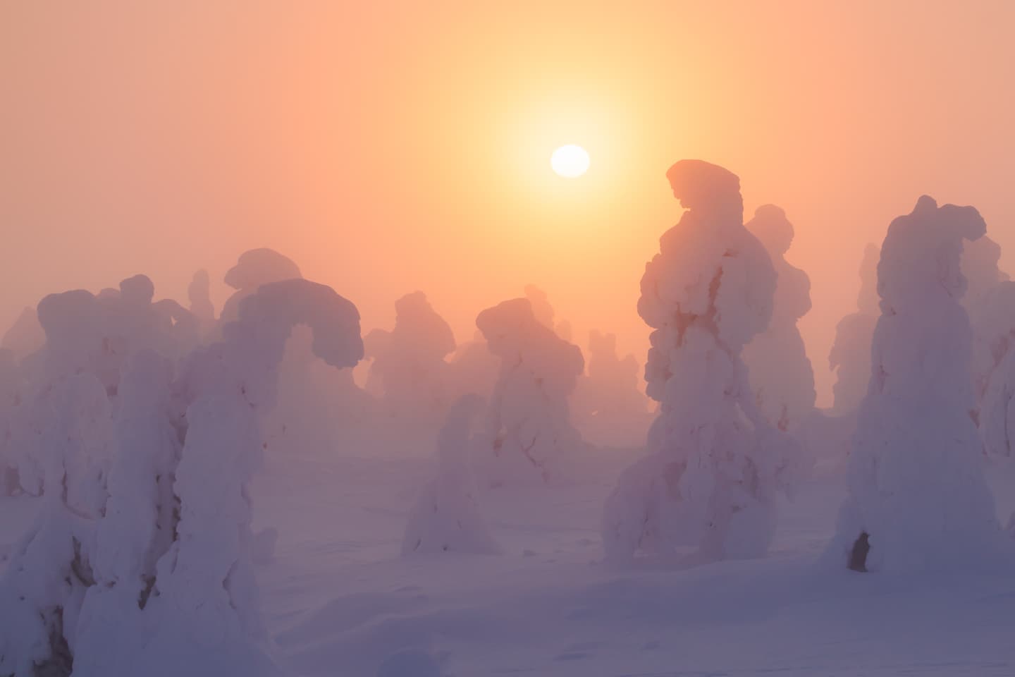Tykkylumisia puita auringonnousussa Riisitunturilla