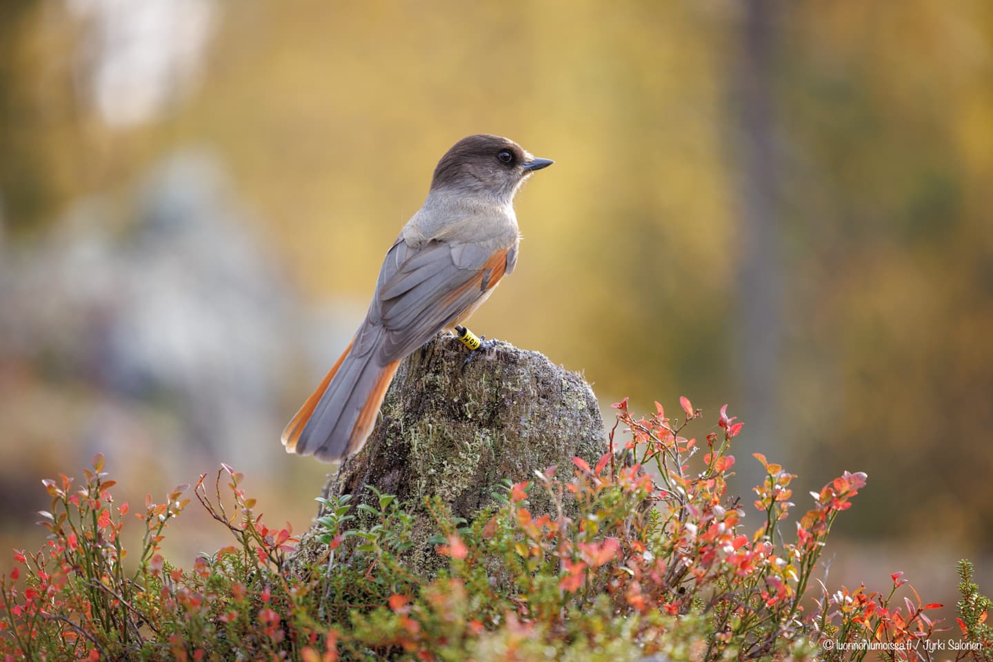 Kuukkeli istuu kannolla