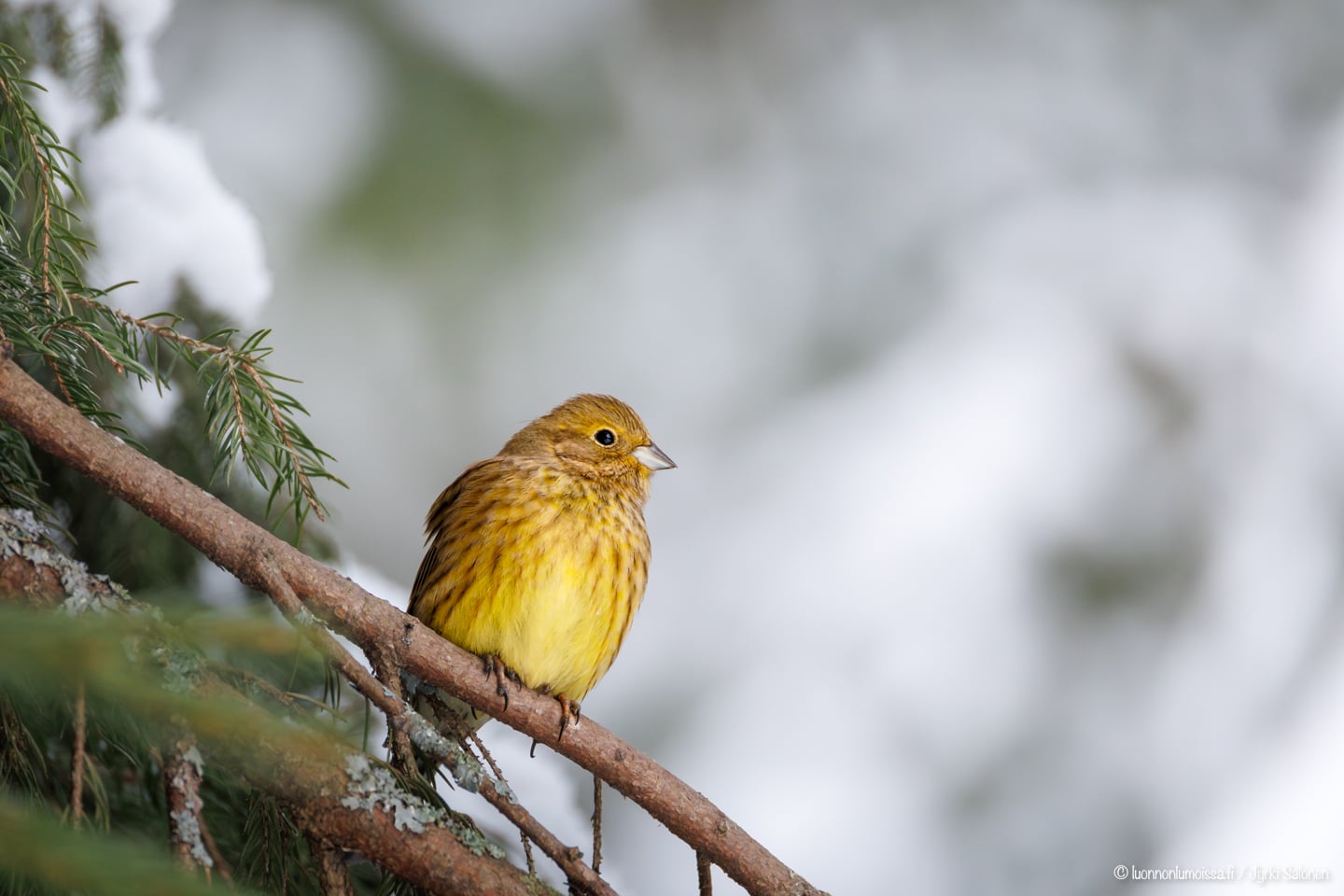 Vain kolmannes lukee tämän blogin otsikkoa pidemmälle ja muita Instagramin ihmeitä