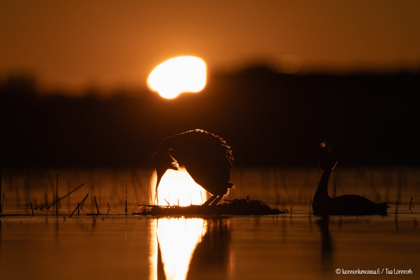 Kevät ja kolotukset