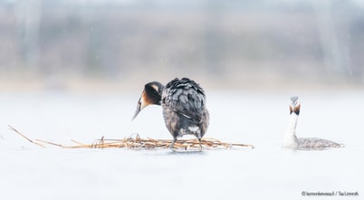 Kevään odotusta