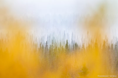 Kadonneen ruskan metsästäjät