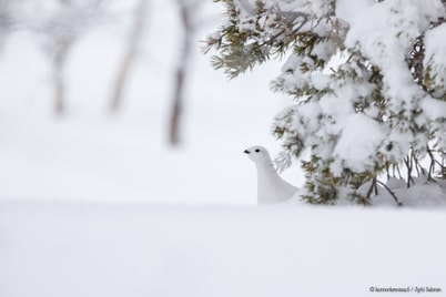 Potpotusta puurajalla