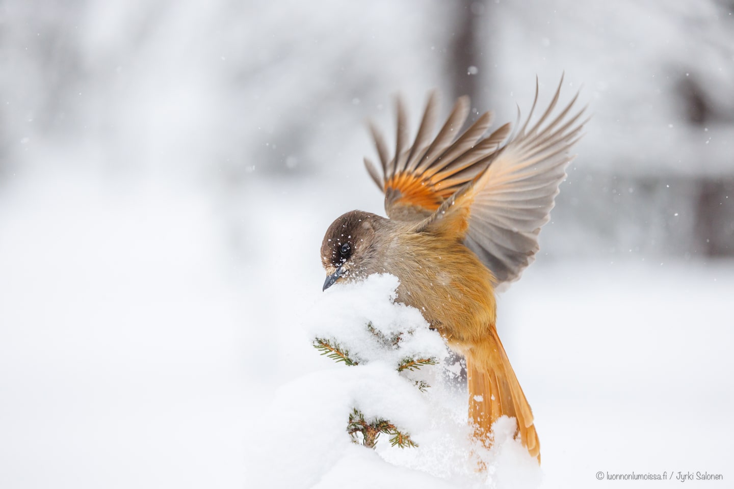Lapin lumoissa: Kuukkeleiden kulmilla