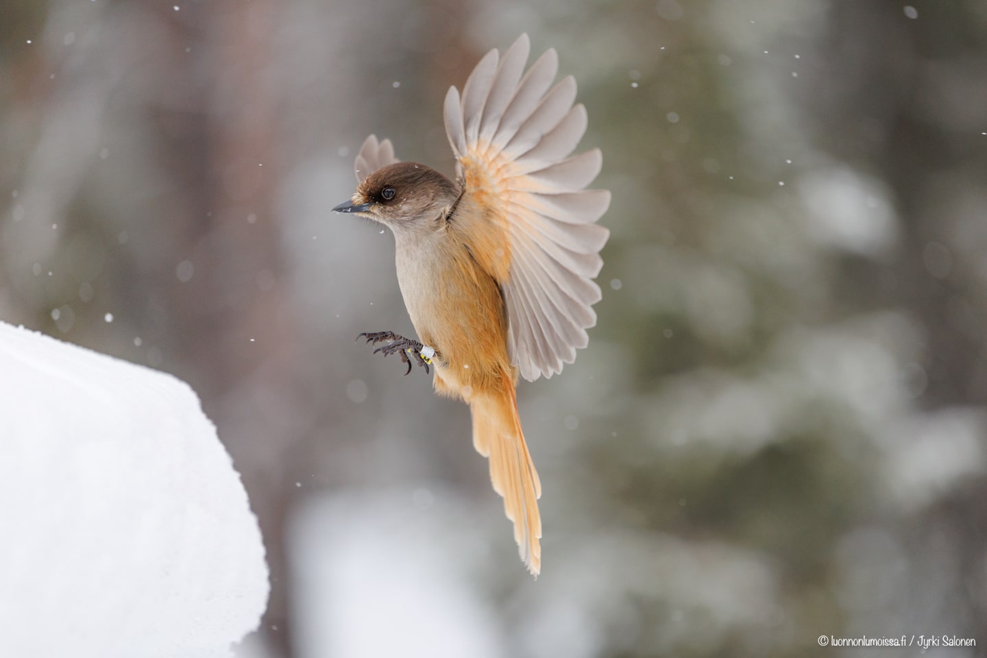 Kuukkeli-kaverien paluu