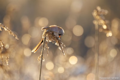 Ailahtelevan talven aikaansaannoksia