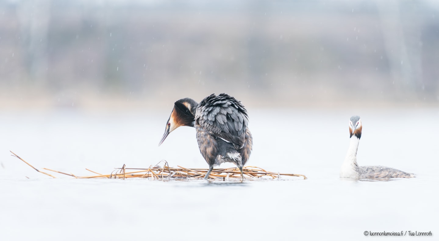 Kevään odotusta