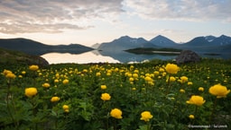 Edellinen