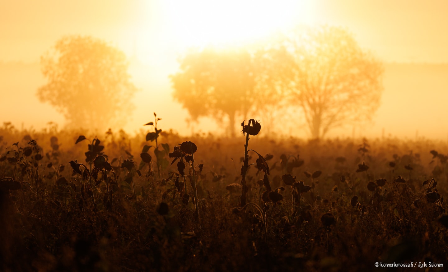 Kuihtuneita auringonkukkia aamusumussa