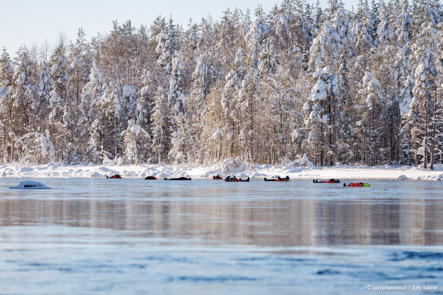 Kuusamolaista "kaljakelluntaa" Kiveskoskella. Taustalla näkyy puiden "laikkuisuus".