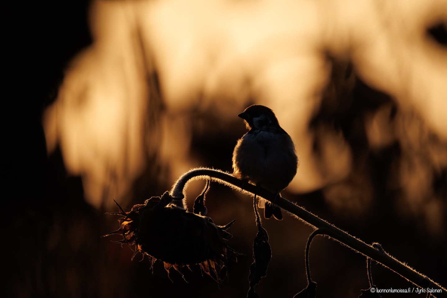 Pikkuvarpunen auringonkukan varrella vastavalossa