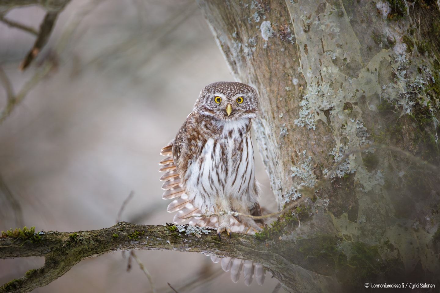 2024 Parhaat - Jyrki Salonen