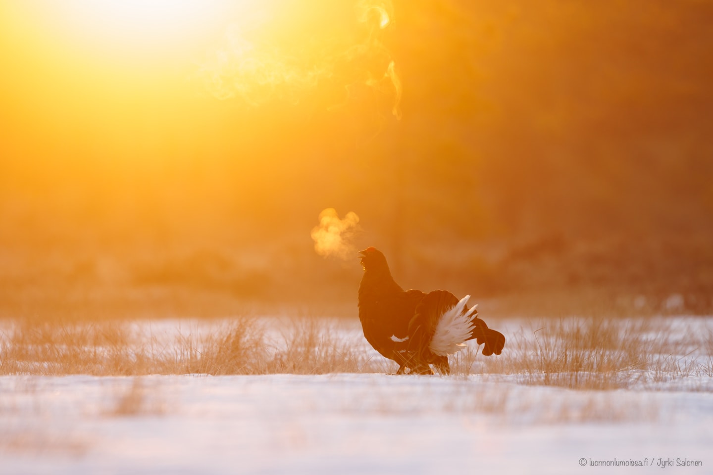 Epätoivoa teerisuolla