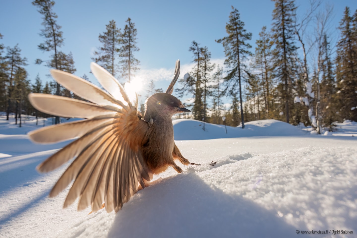 Lapin lumoissa: Kuukkeleita lennosta