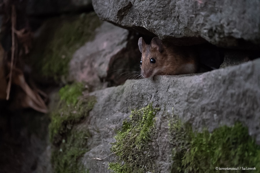 Iso maailma on pienelle jyrsijälle vaarallinen paikka. 