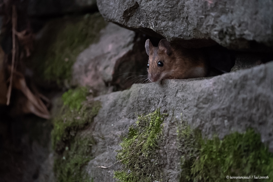 Iso maailma on pienelle jyrsijälle vaarallinen paikka.