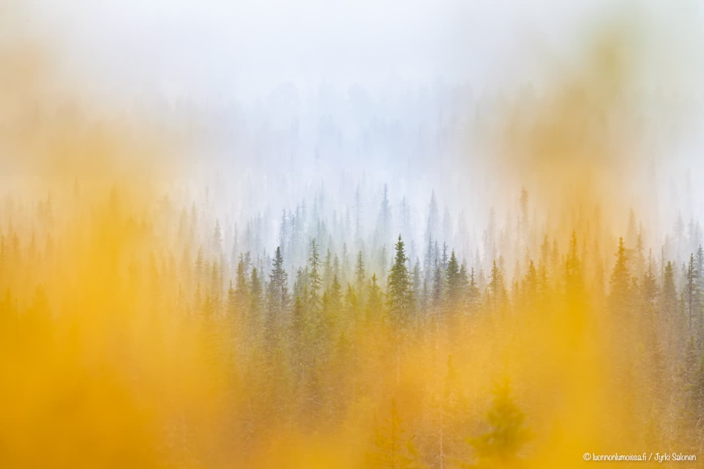 Kadonneen ruskan metsästäjät