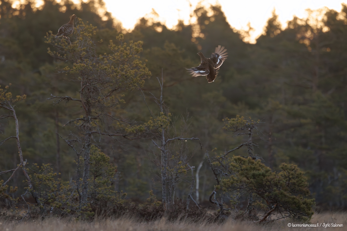 Taistelutantereen tarkkailijat