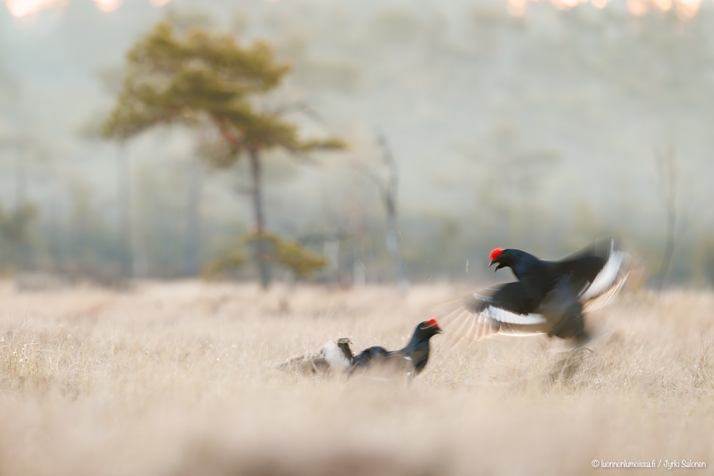 400mm 1/40s f6.3 ISO 1250