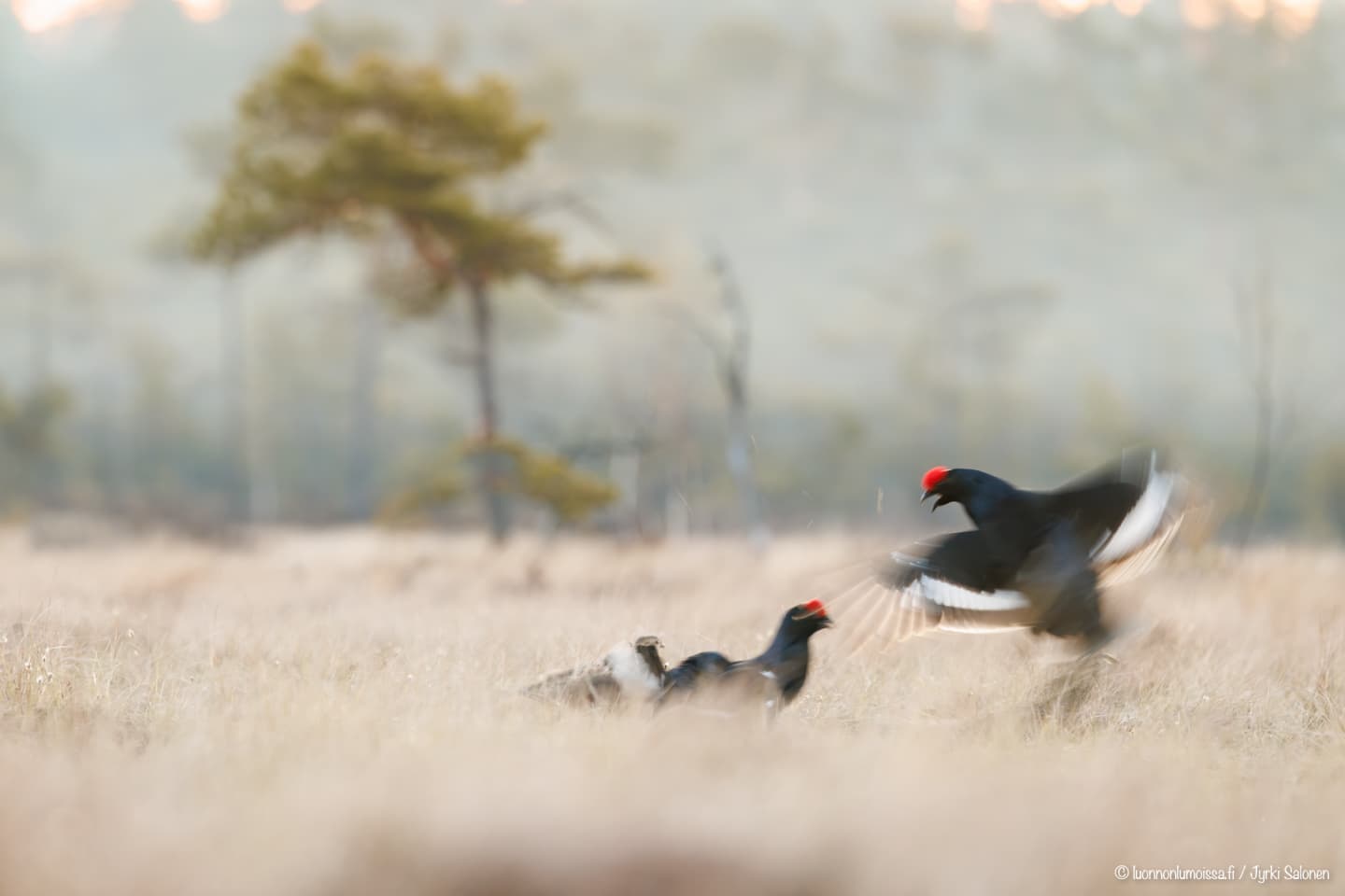 400mm 1/40s f6.3 ISO 1250