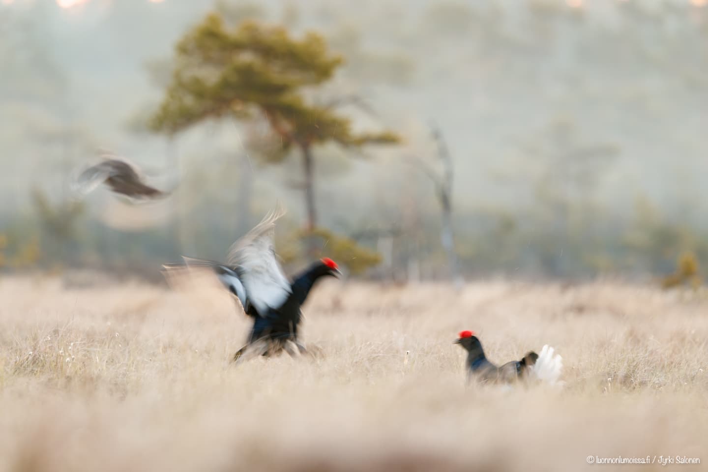 400mm 1/40s f6.3 ISO 1250