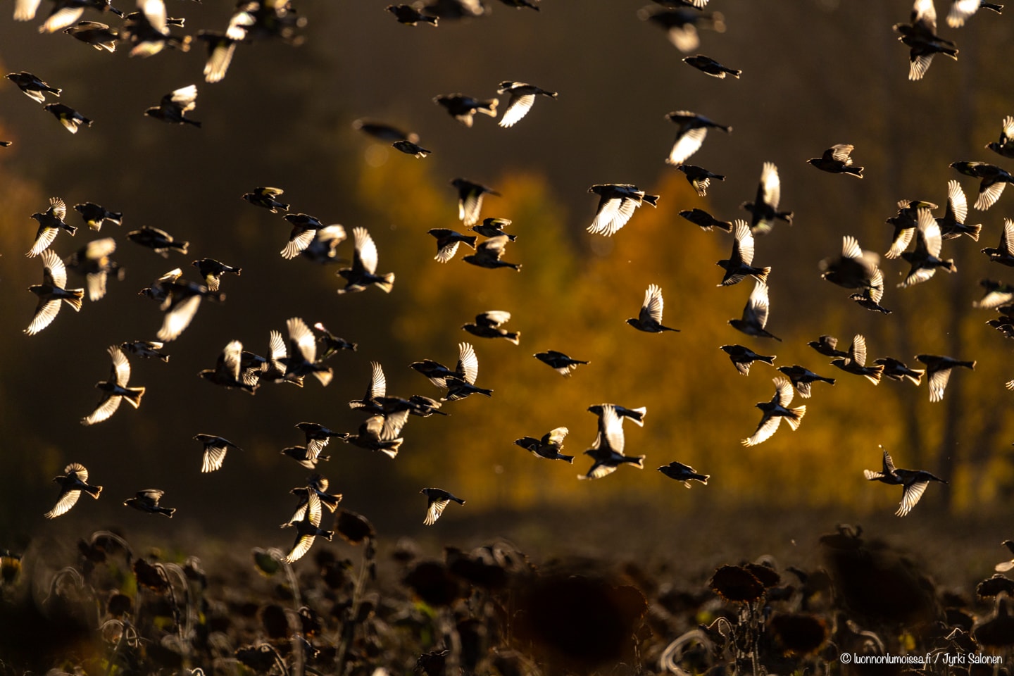 Tikliparvi vastavalossa