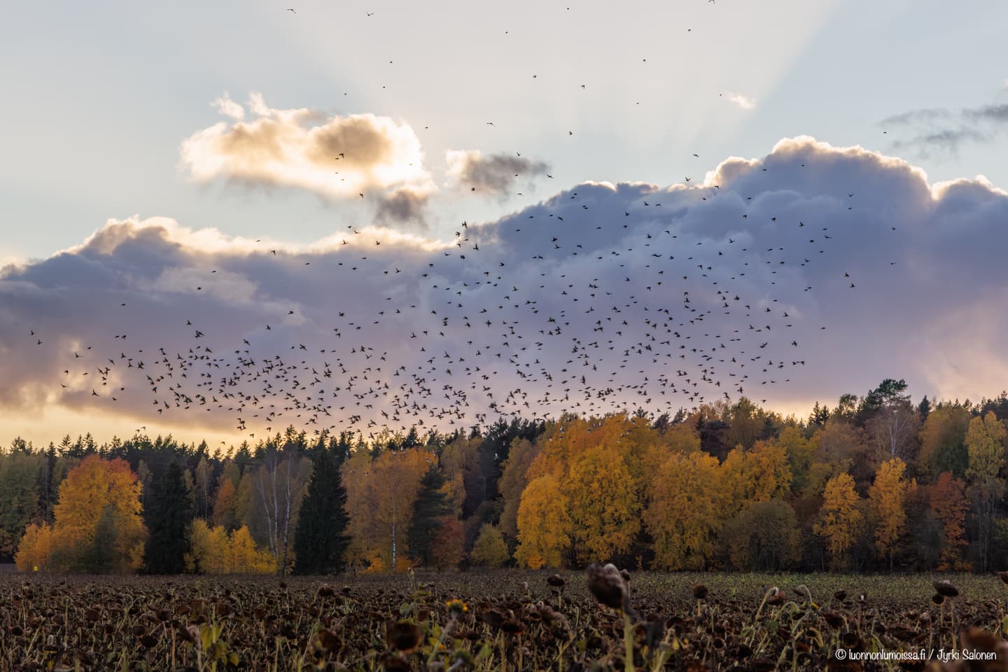 Iso lintuparvi auringonsäteissä