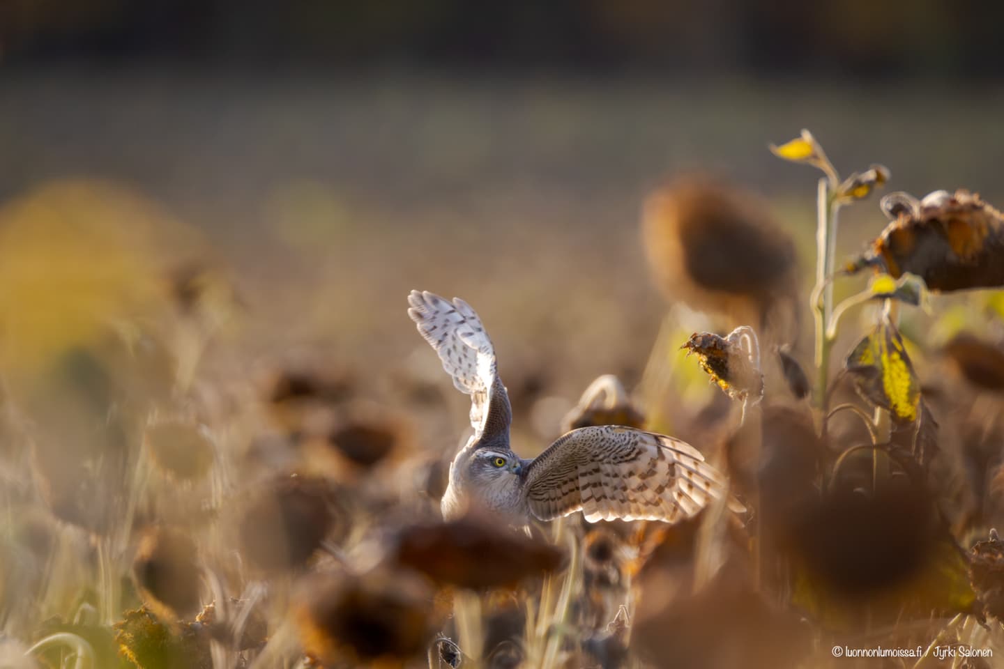 Lentoonlähtevä varpushaukka auringonkukkapellossa