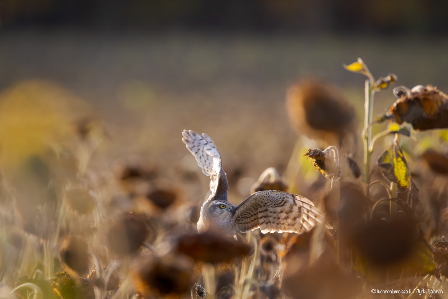 Lentoonlähtevä varpushaukka auringonkukkapellossa