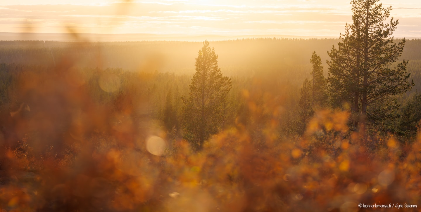 Ruskaisia tunturikoivuja vastavalossa