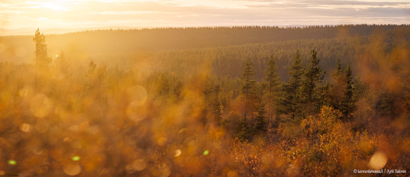 Ruskaisia tunturipuita vastavalossa