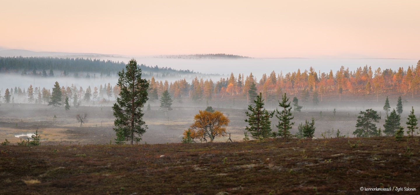 Tunturimaisema aamu-usvassa