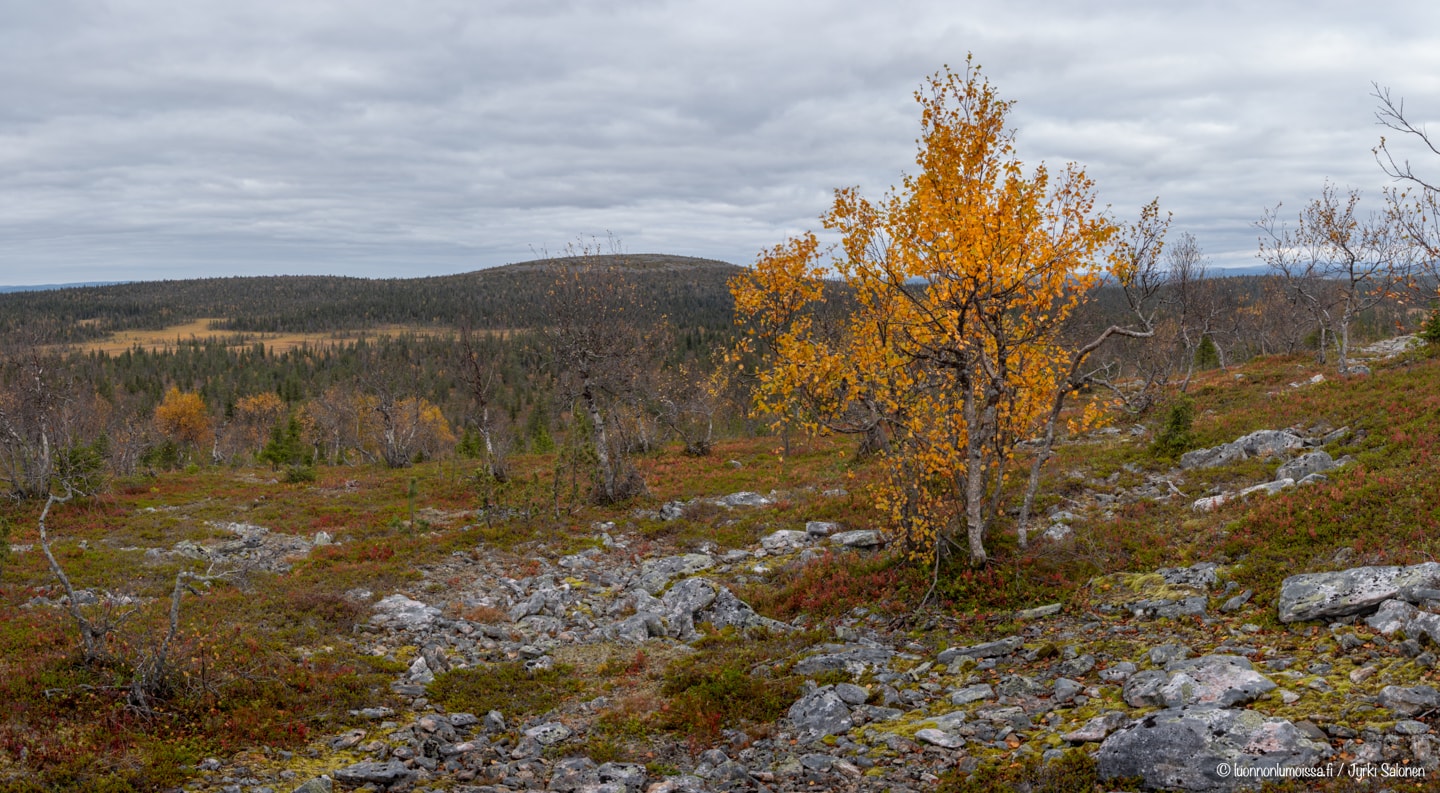 Ruskainen tunturikoivu Pikku-Tankavaaran päällä