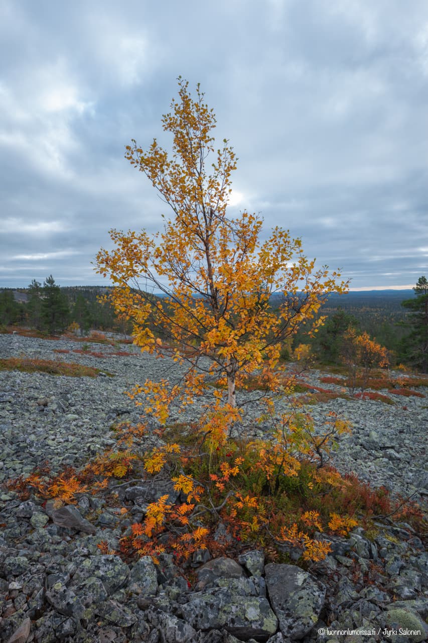 Ruskainen tunturikoivu Pikku-Luoston päällä