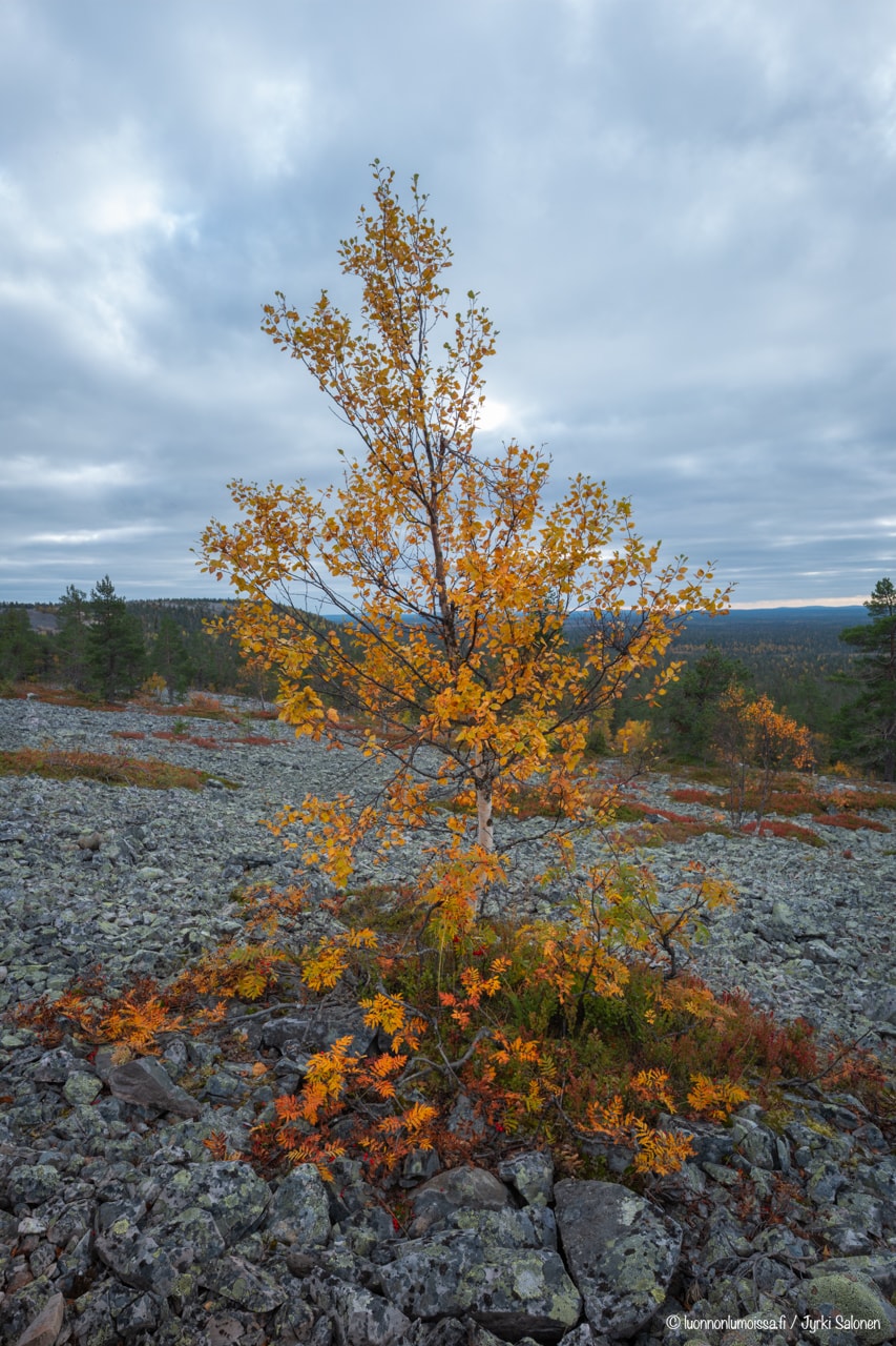 Ruskainen tunturikoivu Pikku-Luoston päällä