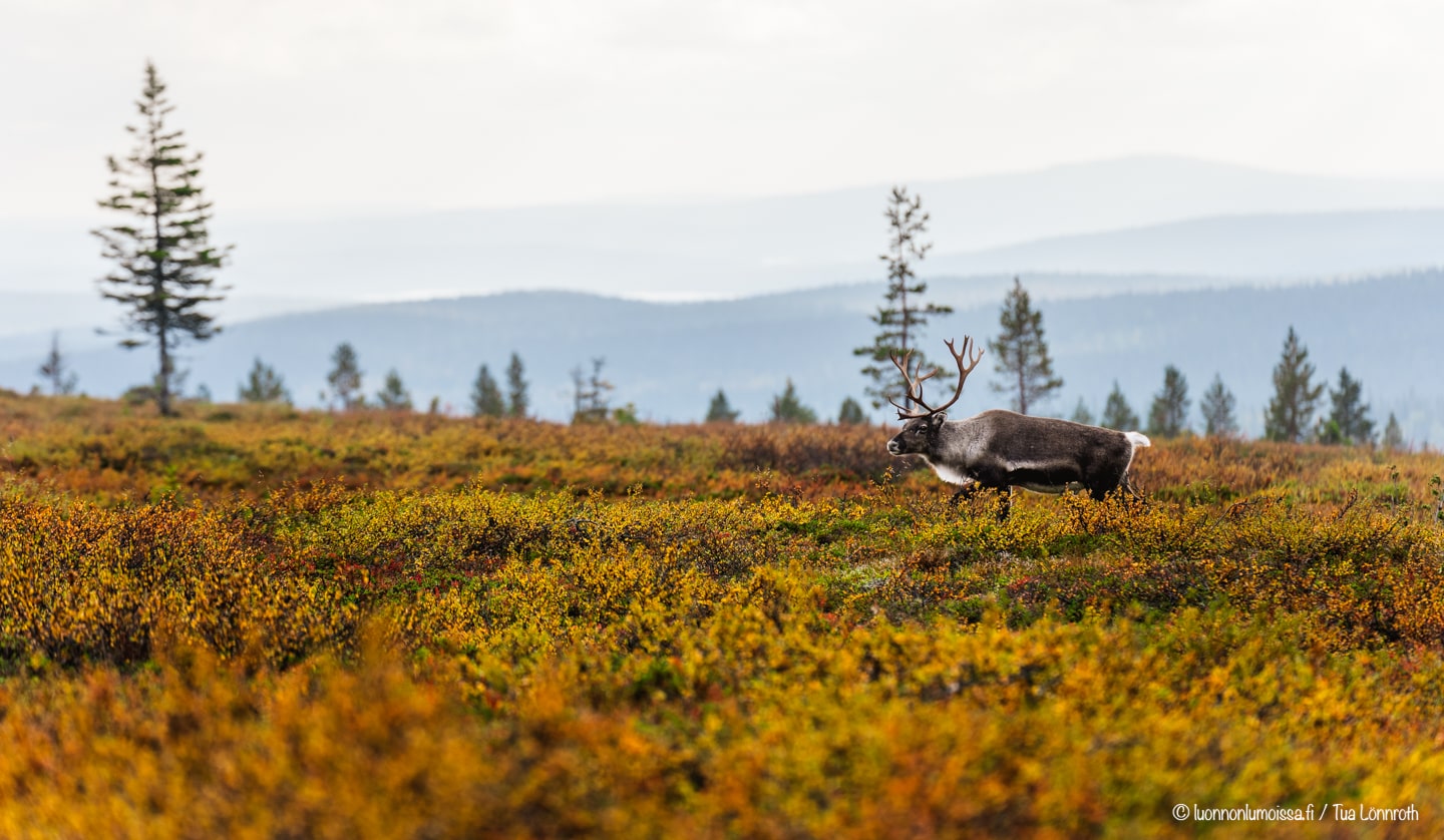 Tuan reissukuvat Lappi 2025