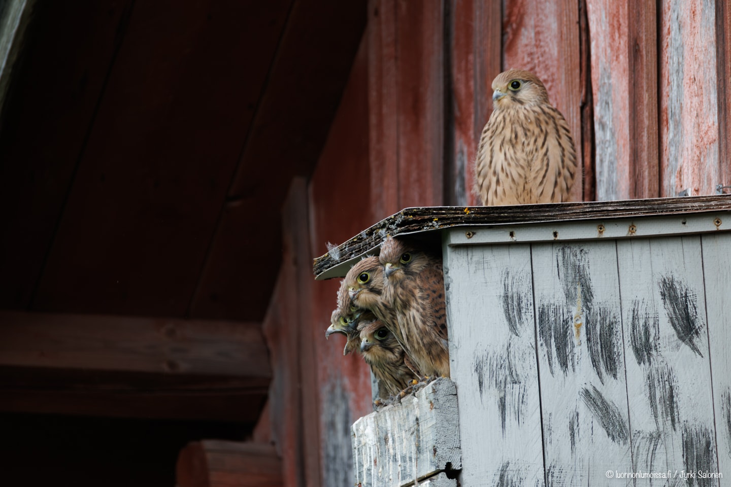 Kuusi tuulihaukan poikasta, viisi kurkistaa pesästä ja yksi istuu pesän katolla. Taustalla näkyy punertava puuseinä.