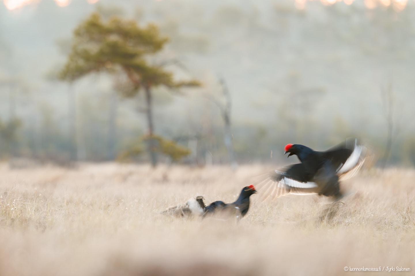 400mm 1/40s f6.3 ISO 1250