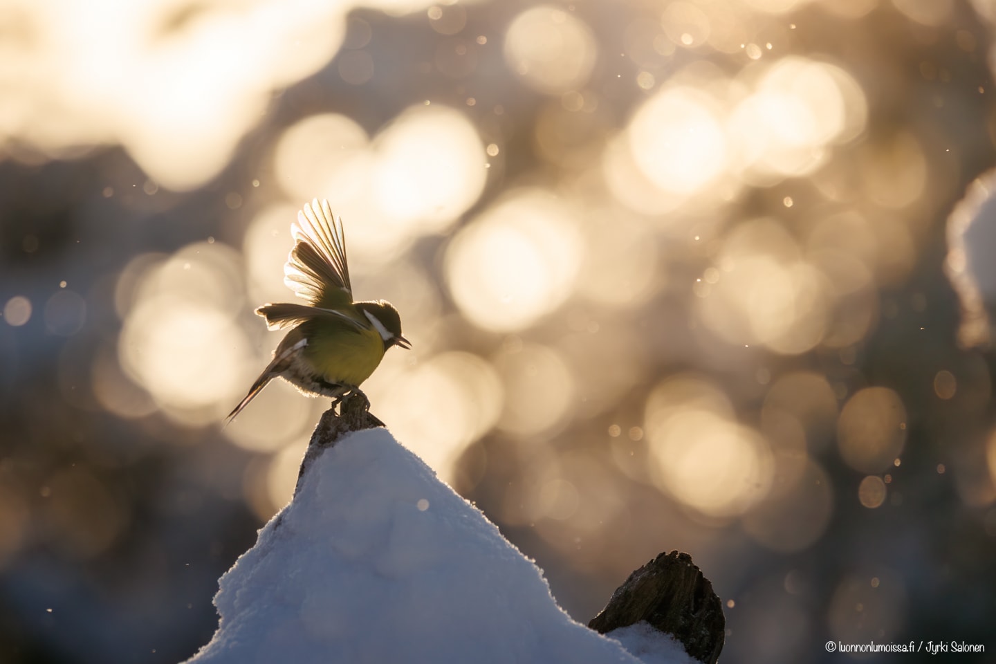 Sipoonkorpi, 1.2.2026