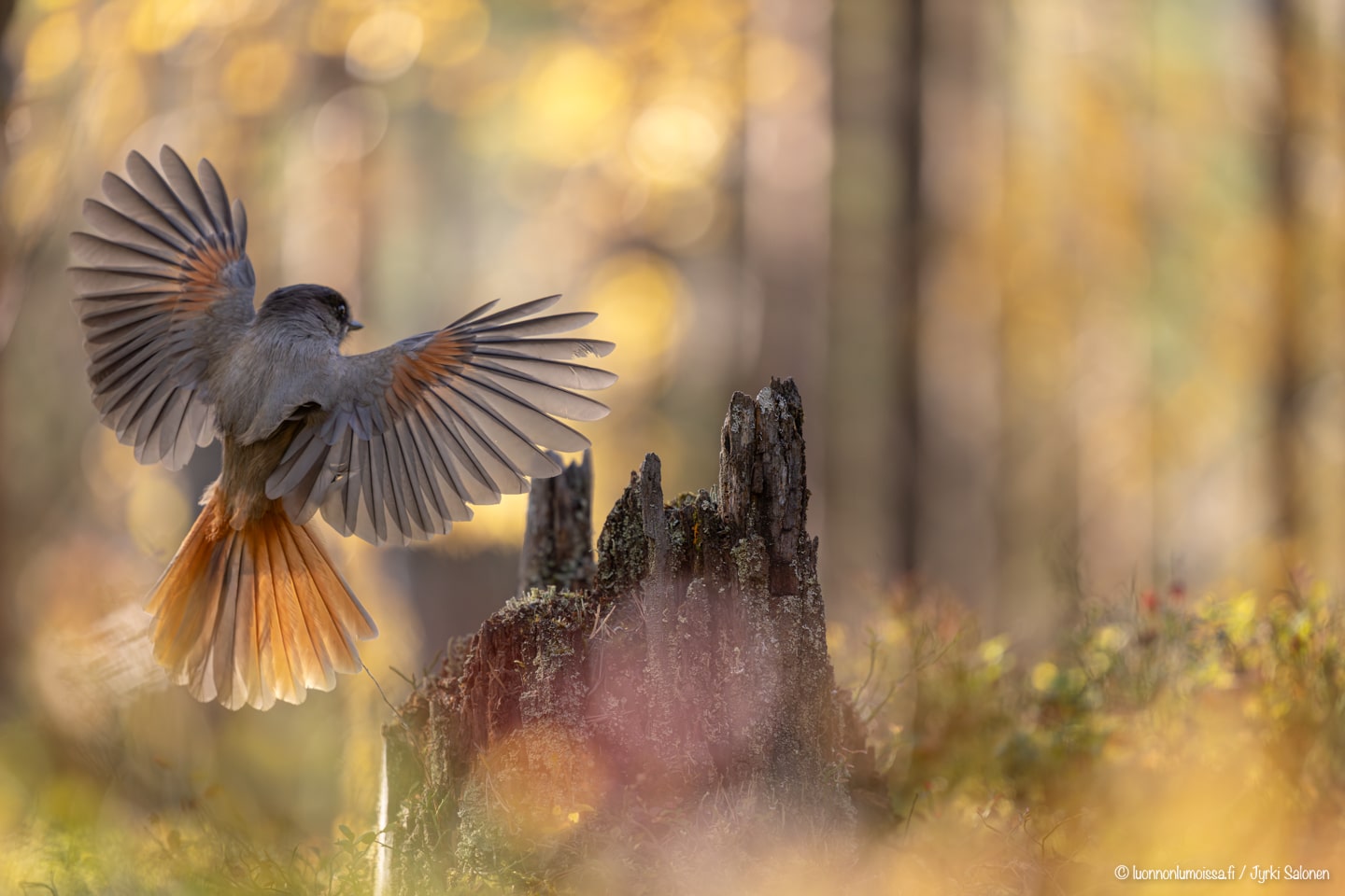 Portfolio - Jyrki Salonen